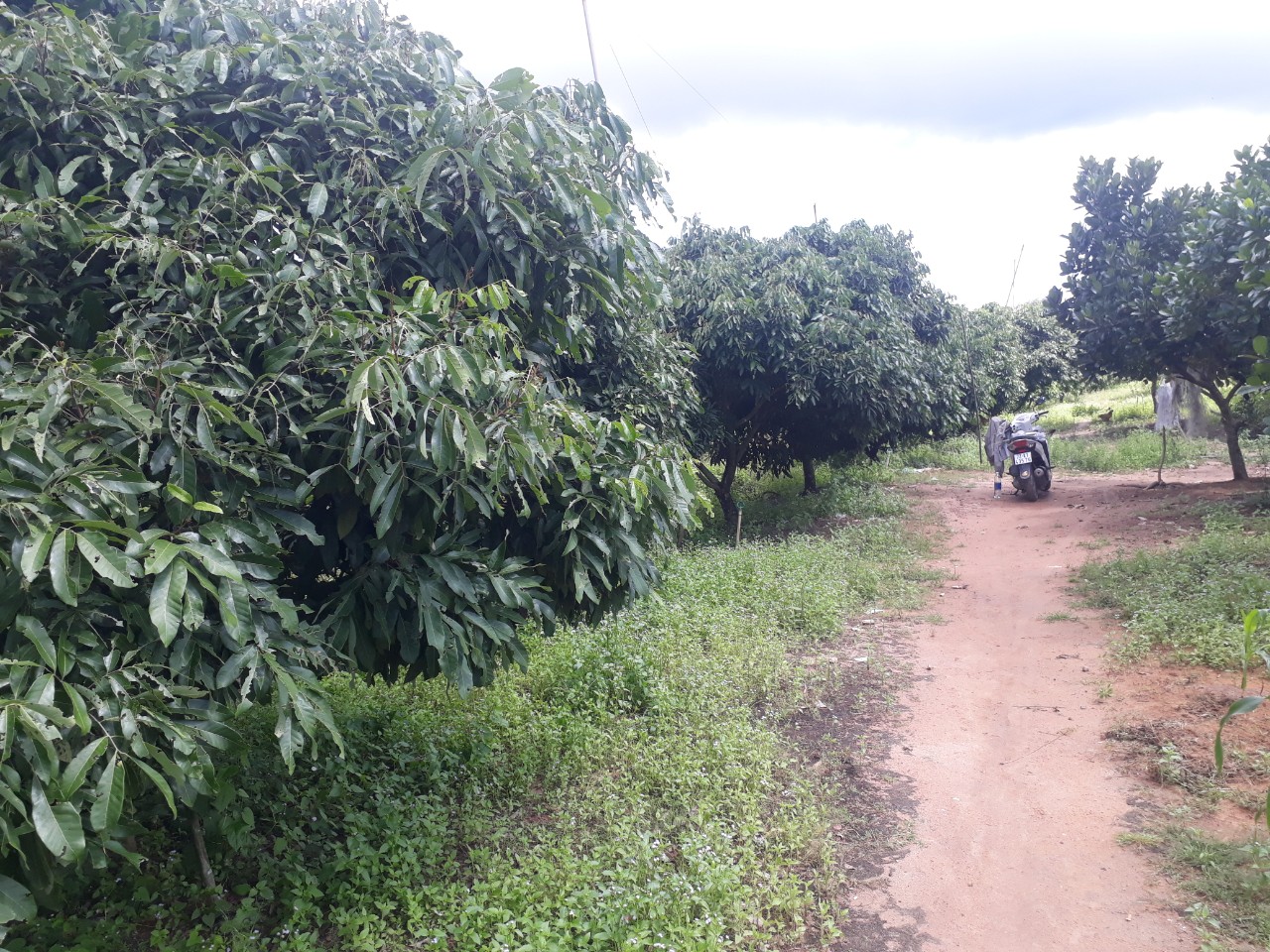 HOT! HOT! CHÍNH CHỦ BÁN 5 MẪU ĐẤT TẠI BÀ RỊA – VŨNG TÀU