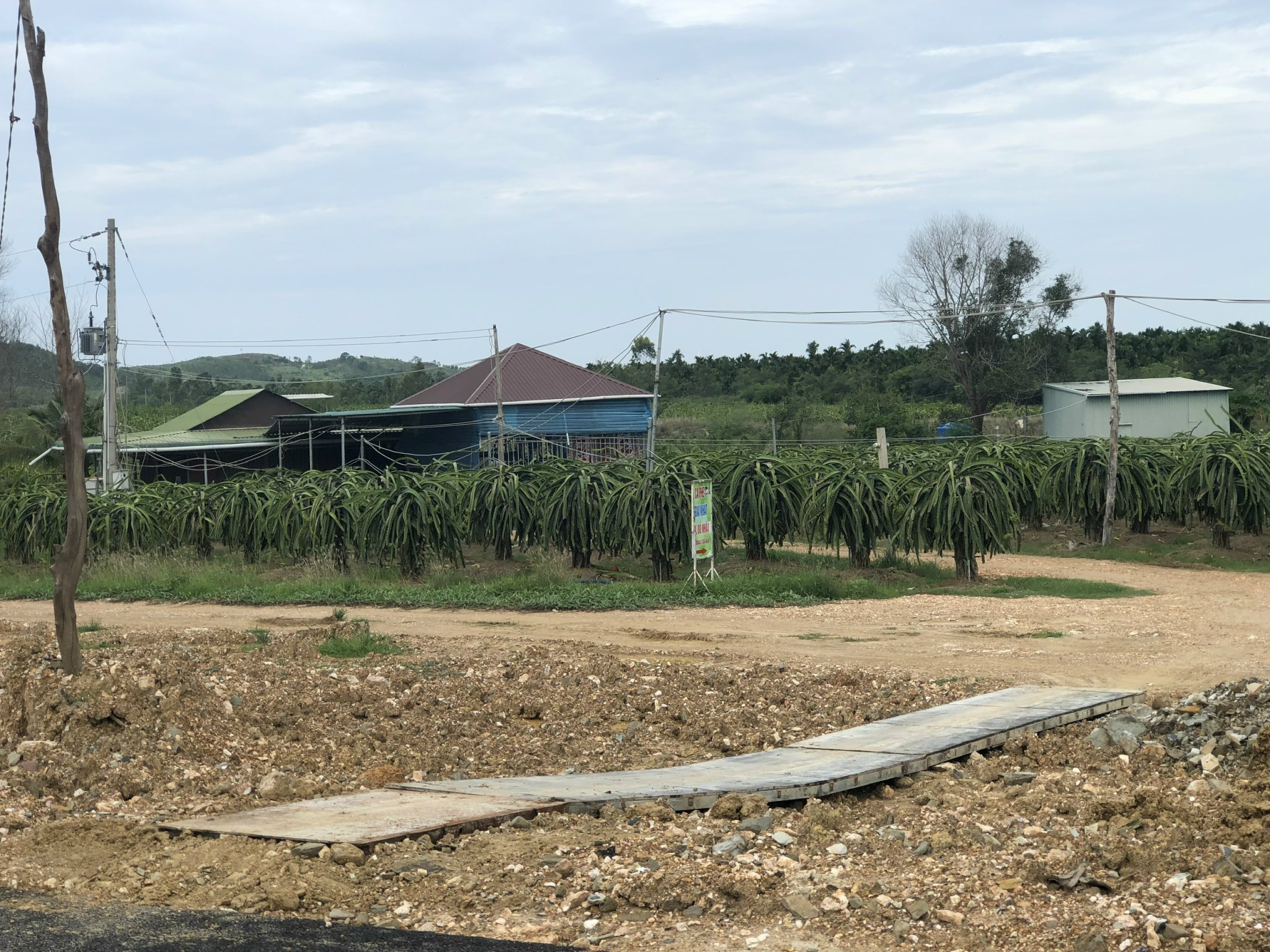 Chủ cần thu hồi vốn, bán gấp 1 hecta đất thanh long tại Bình Thuận, sát đường cao tốc Bắc Nam