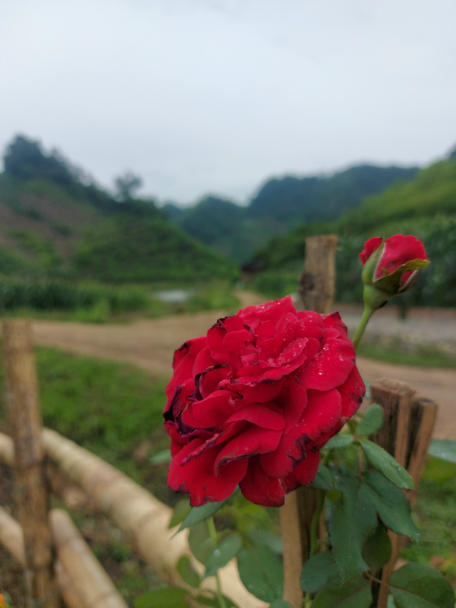 Bán nhanh mảnh đất Mảnh đất nằm ở trục chính thôn Tà Số 1-Bản du lịch người Mông nổi tiếng Mộc Châu.