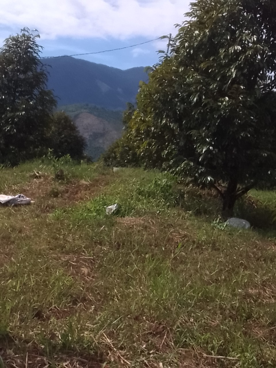 Cần bán GẤP vườn Sầu Riêng Thái 2,3ha có 400 cây tại xã Sơn Lâm, Khánh Sơn, Khánh Hoà.