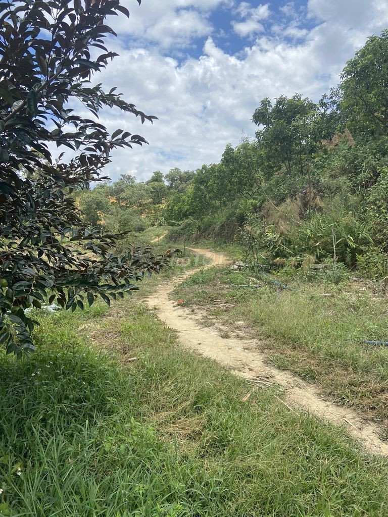 BÁN 3,7HA ĐẤT MT TẶNG NHÀ CẤP 4 GIÁ RẺ TRUNG TÂM THÀNH PHỐ GIA NGHĨA