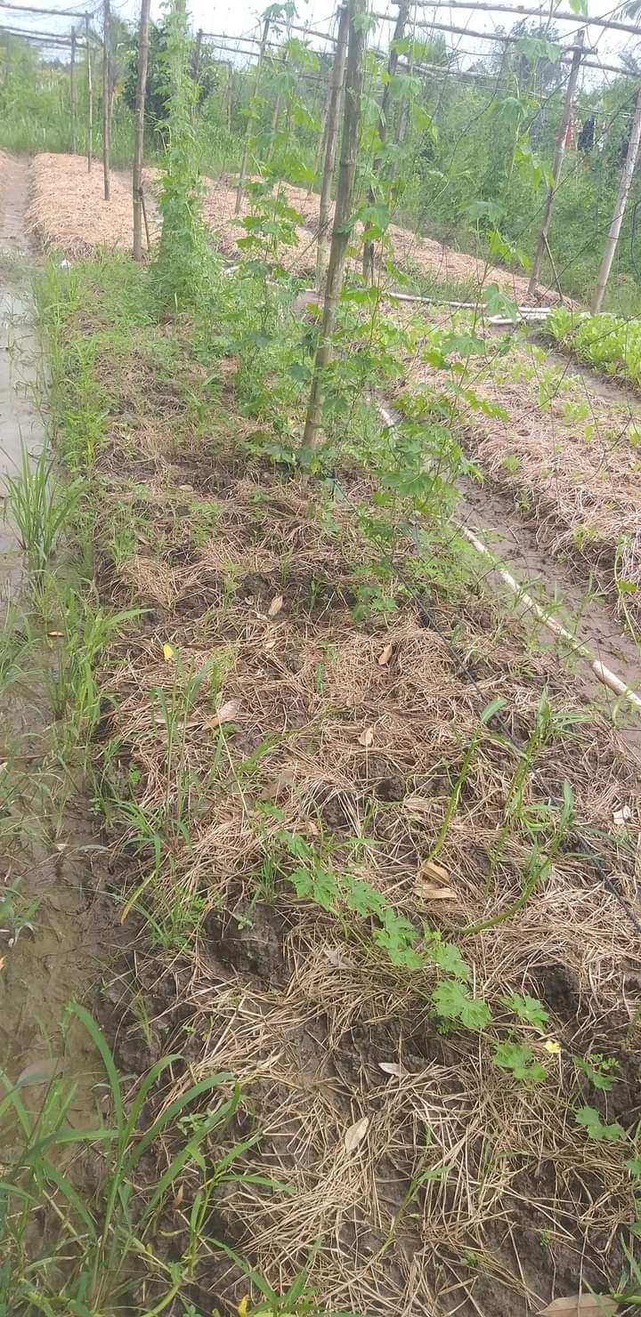 CHÍNH CHỦ BÁN 270M2 ĐẤT GIÁ RẺ NGAY GẦN BẾN PHÀ CHỢ MANG THÍT