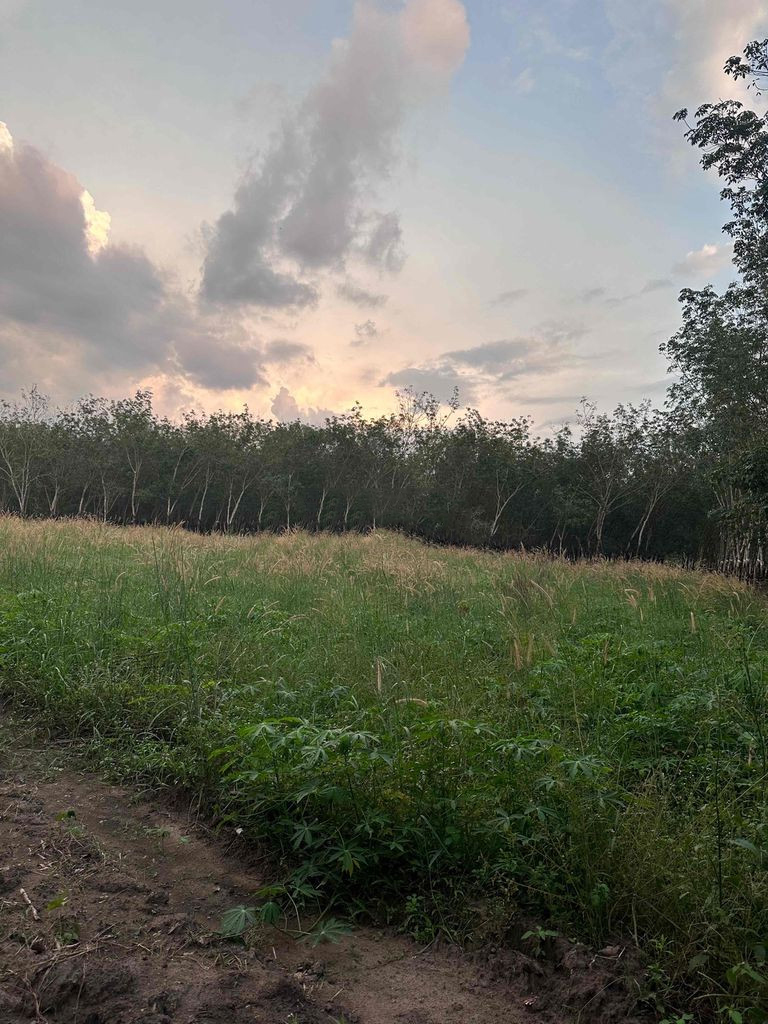 CHÍNH CHỦ BÁN 1000M2 ĐẤT GIÁ TỐT NGAY SÁT MT DT793-TÂN CHÂU