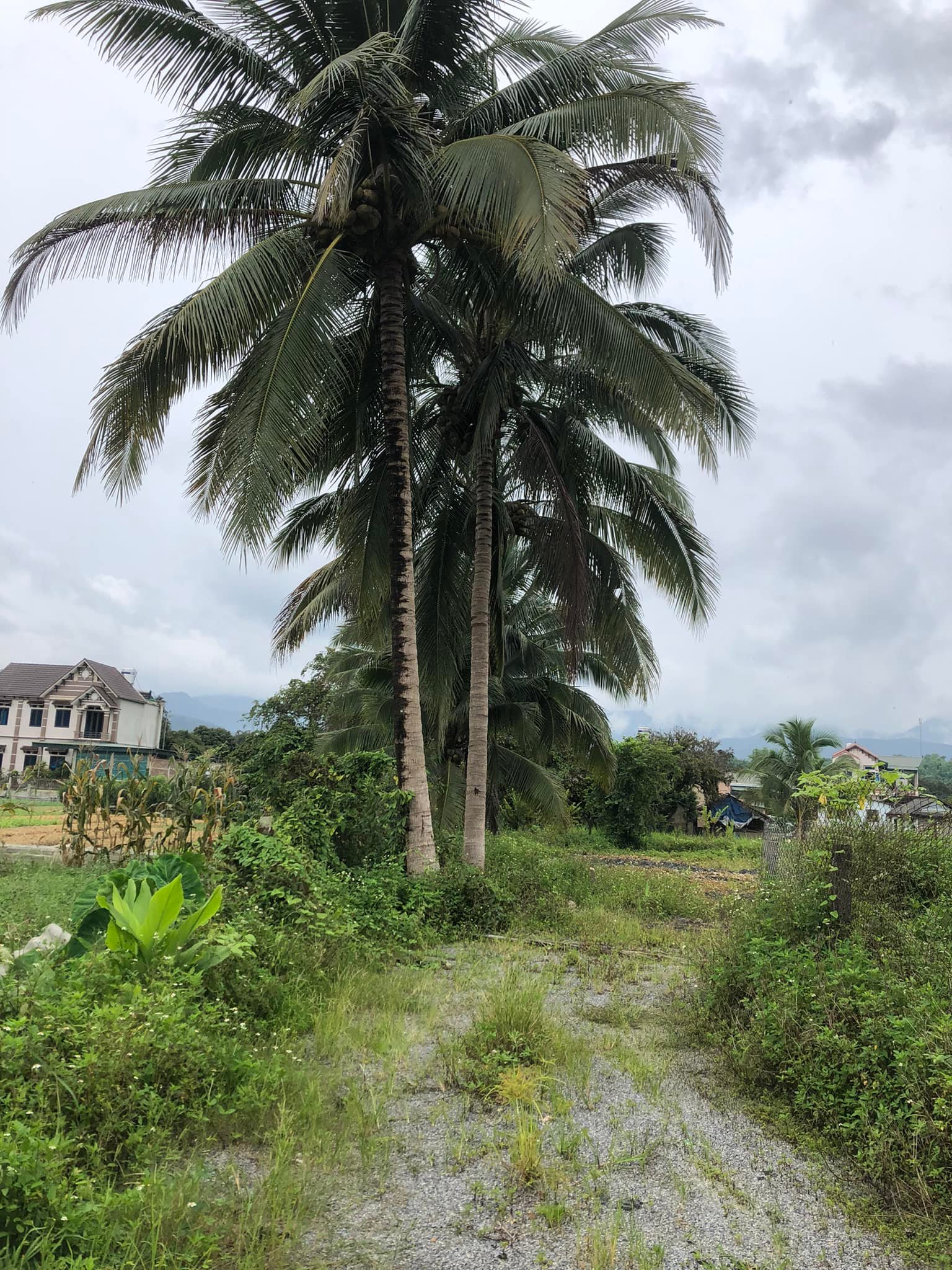 Nhà em cần bán nhà cấp 4 trong Thanh Luông, huyện Điện Biên