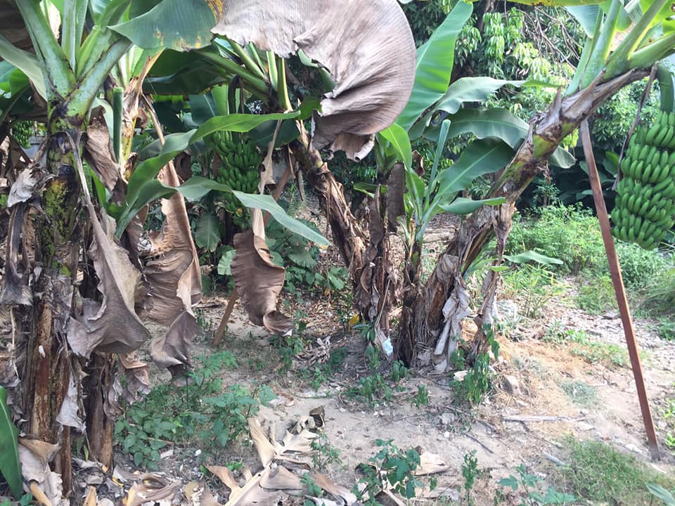 Bán đất ở đội 23, xã Thanh Nưa, huyện Điện Biên