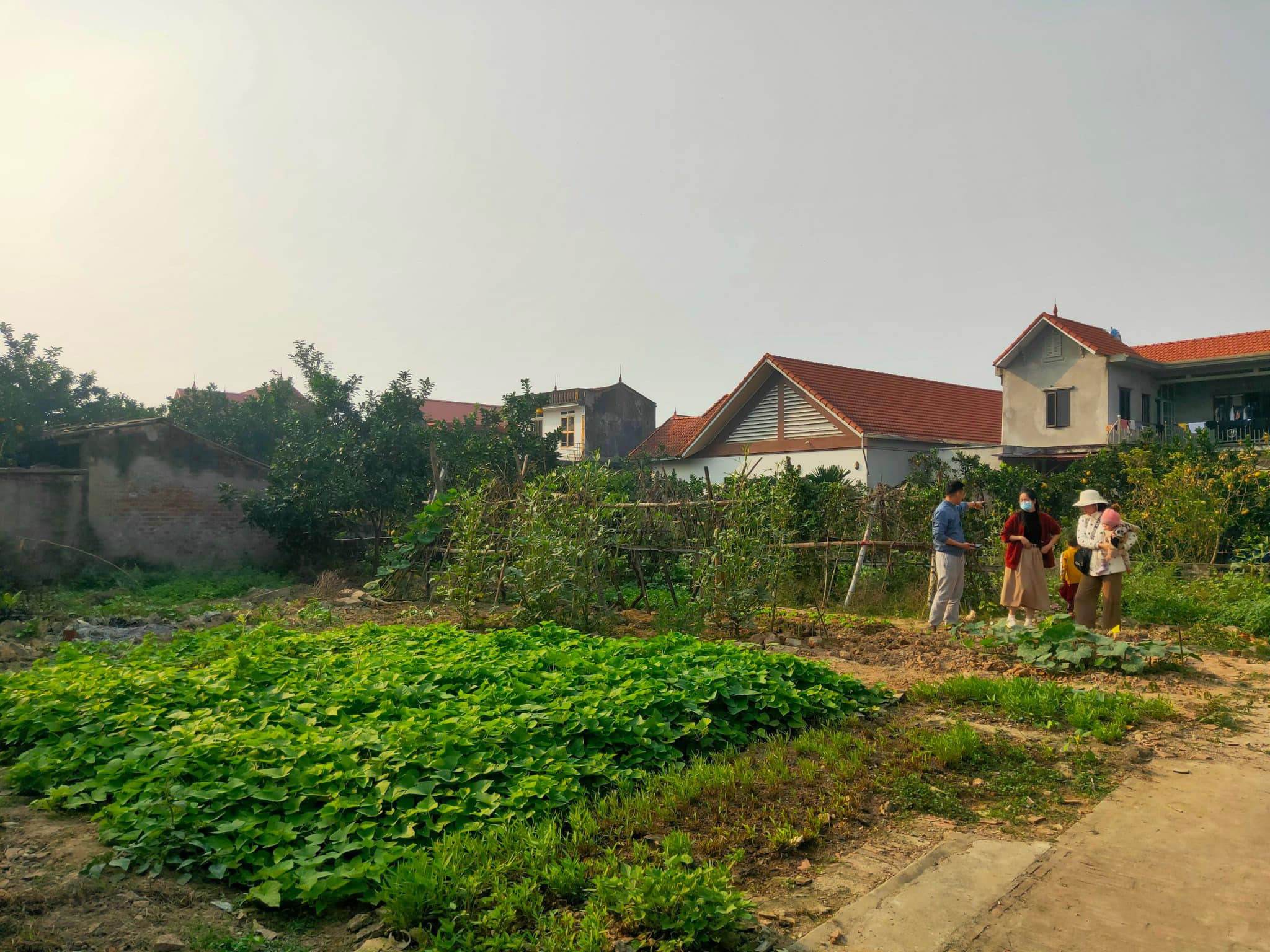 SÁT TRƯỜNG MẦM NON TỨ HIỆP - 50M Ô TÔ TRÁNH - TỨ HIỆP - 55M - 2.4 TỶ