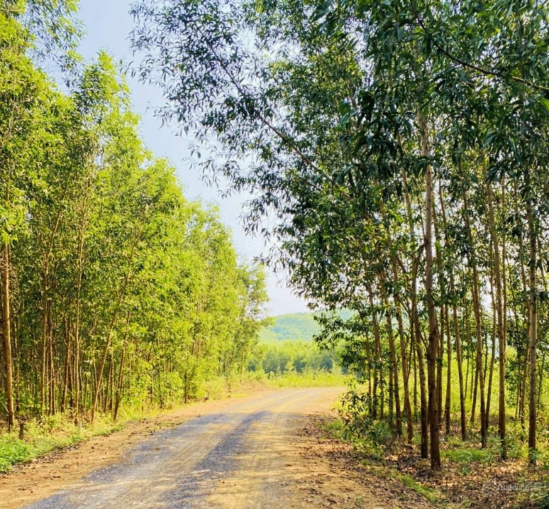 3ha Diên Xuân - bằng phẳng 70%