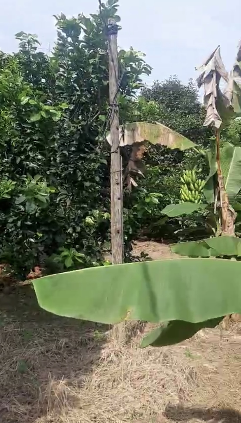 CẦN BÁN LÔ ĐẤT VƯỜN MĂNG CỤT THU HOẠCH 3 MT KHU DÂN CƯ HIỆN HỮU GIÁ 5Tỷ