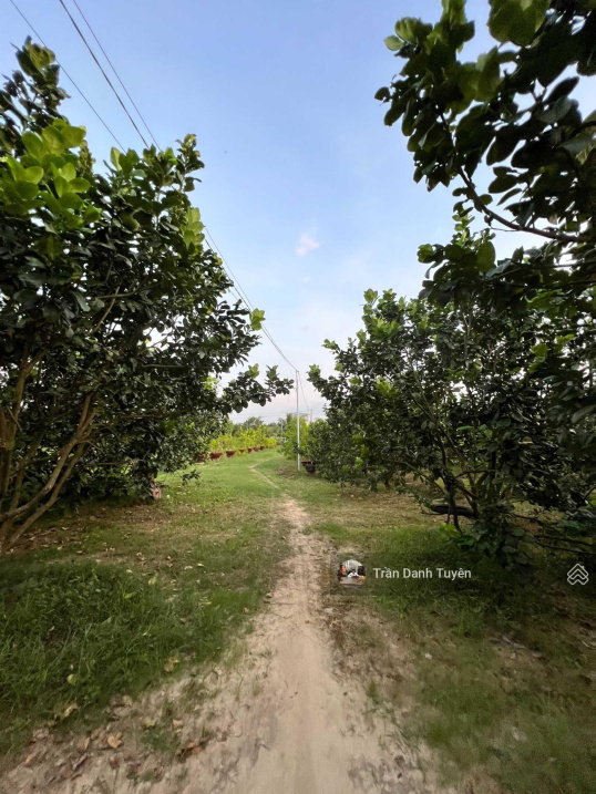 Bán 1Ha farm Diên Xuân - 350 gốc bưởi 5 năm - Giáp sông khế