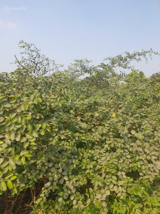 Chính chủ bán hai lô, 300m2 và 900m2 đất 50 năm, tại Song Phương Hoài Đức, km13 Đại Lộ Thăng Long