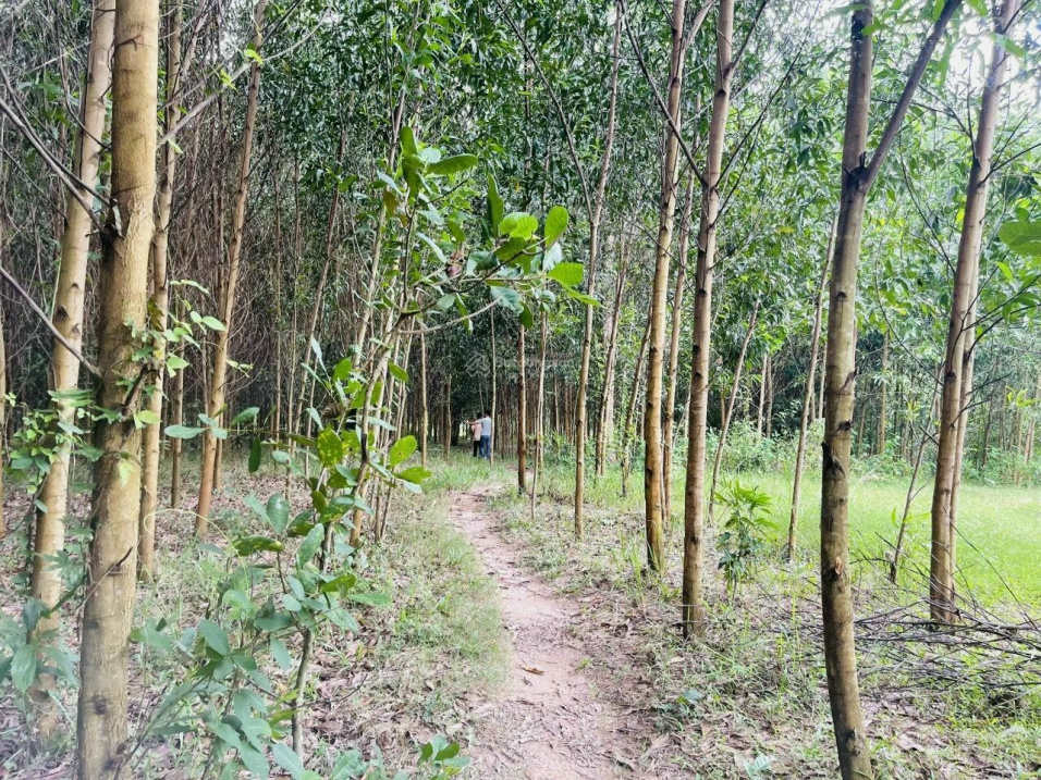 Đất view sông view suối chỉ hơn 200 triệu