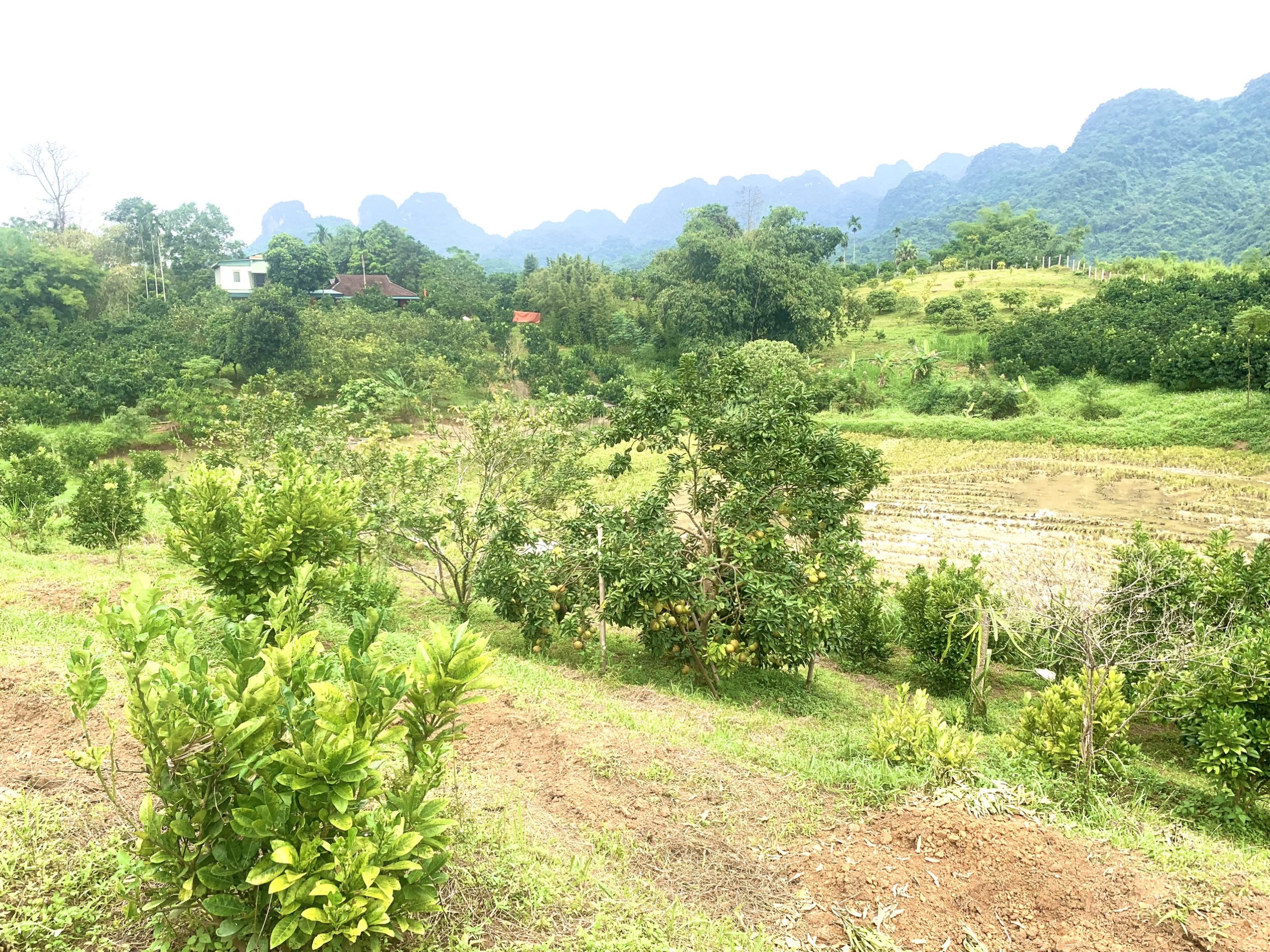 Cắt lỗ 1439m view cánh đồng thoáng mát mỹ hòa tân lạc hòa bình giá rẻ đầu tư