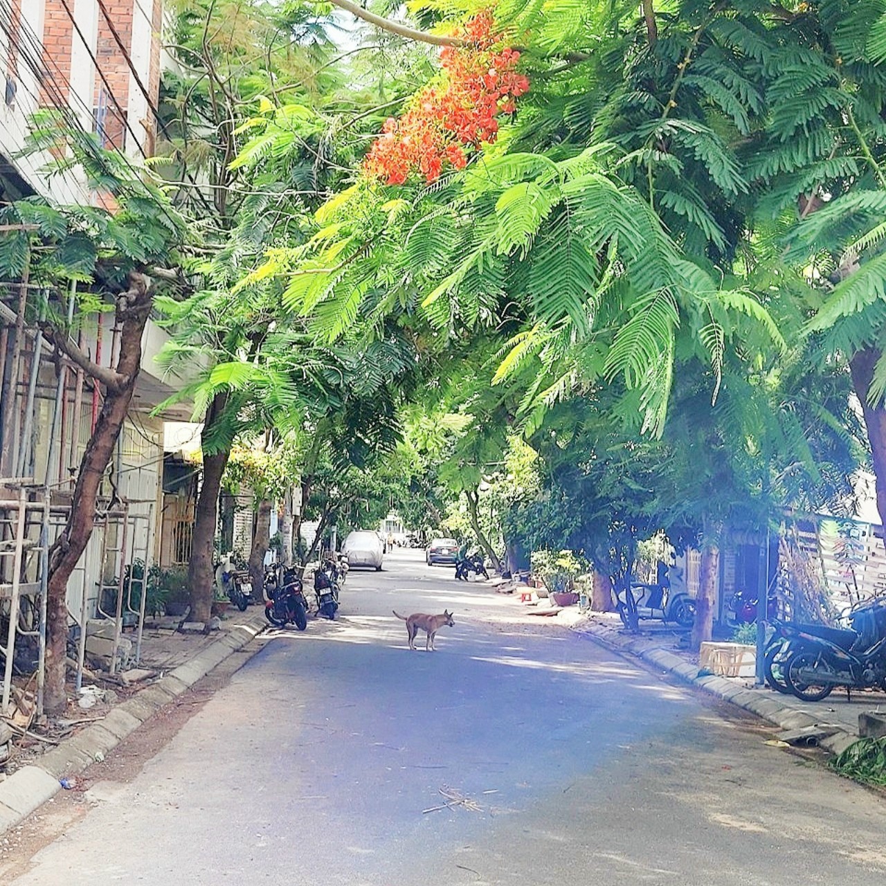 BÁN NHÀ 4,6 TỶ MẶT TIỀN KHU TÁI ĐỊNH CƯ PHƯỚC LONG NHA TRANG 65m2 x 3T