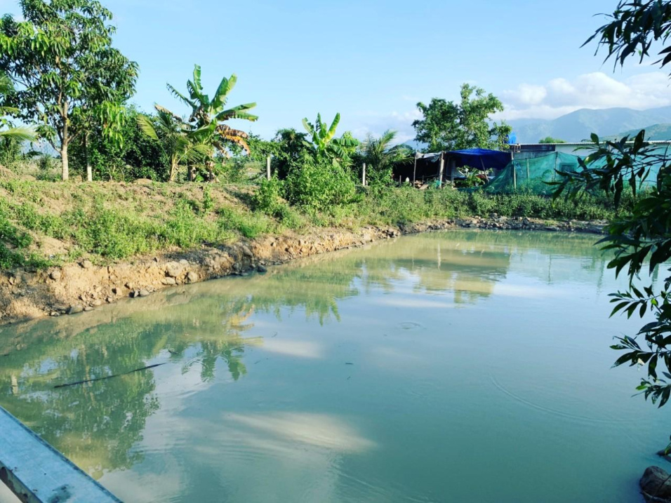 Nhà vườn, ao cá và view cánh đồng lúa Diên Lâm