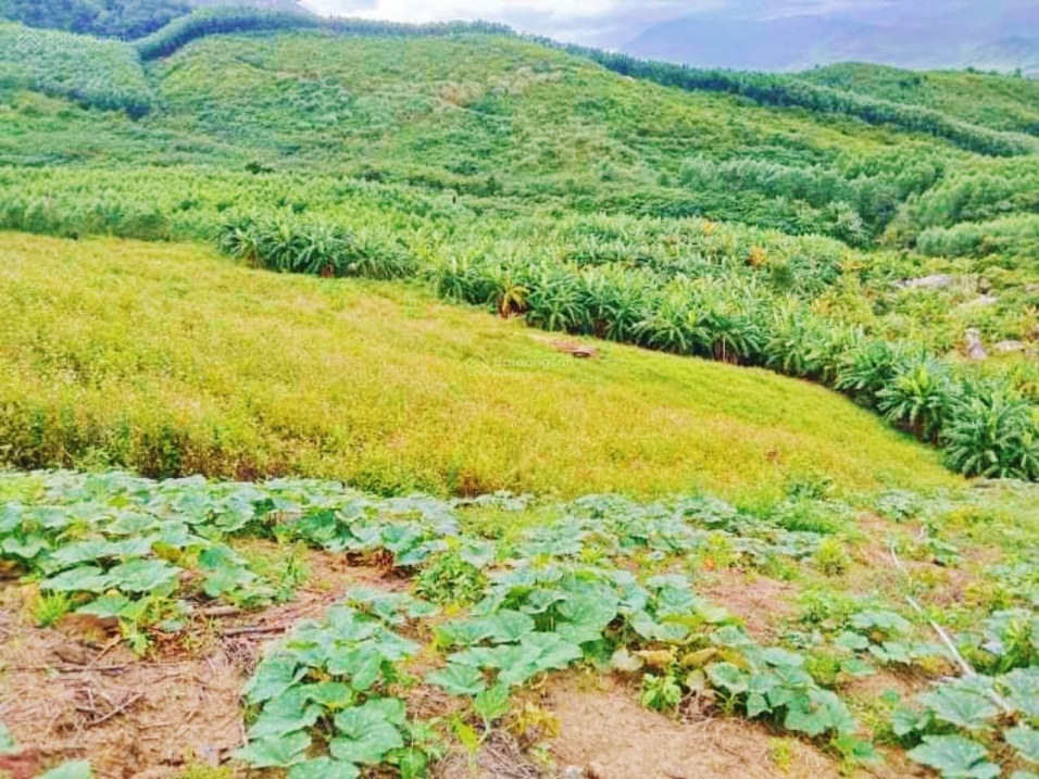 Rẫy Ninh Tân - 40ha * Giá hợp lý