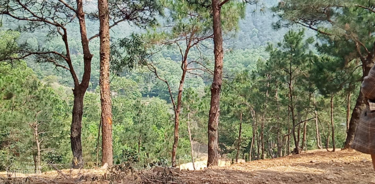 Sở hữu ngay em vườn thông 5.000m2 homstay, nghỉ dưỡng, với giá rẻ không mua được em này tiếc lắm ạ