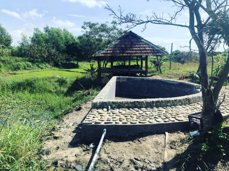 Suối khoáng nóng Ninh Tây - cực hiếm