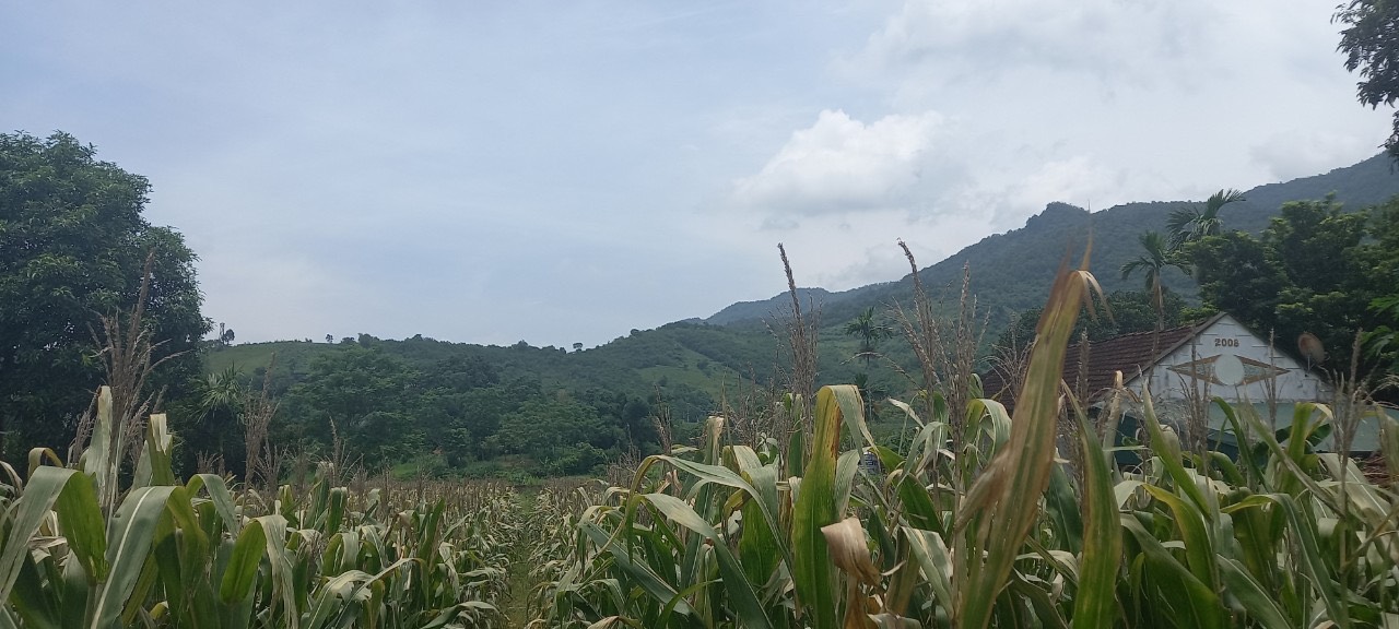 NHỈNH 2 TỶ SỞ HỮU LÔ NGHỈ DƯỠNG THẾ CAO VIEW CÁNH ĐỒNG DT 1200M2 TẠI MINH QUANG BA VÌ HÀ NỘI