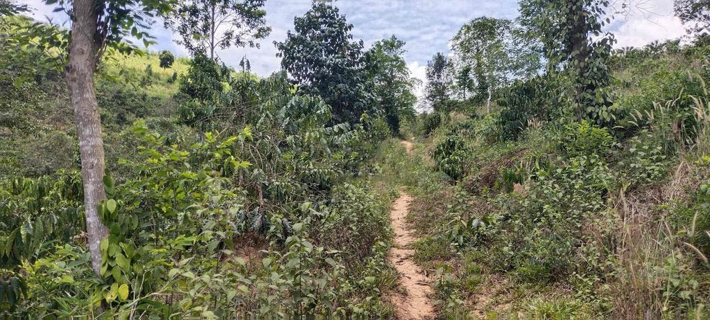 Chính Chủ Bán Đất Tặng Nhà Giá Tốt Nhất Khu Vực Đắk Nông