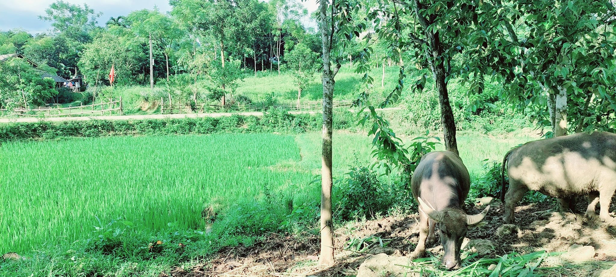 Cần bán nhanh đất Xóm Đung, Phú Vinh 2700m2 (200m2 ONT + CLN) Tân Lạc, Hòa Bình Thế đất thoải đẹp