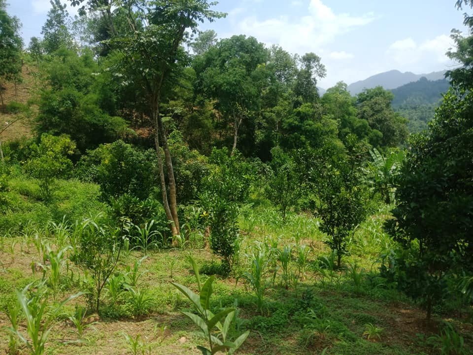 Bán đất làm trang trại ở C1C xã Thanh Luông, huyện Điện Biên