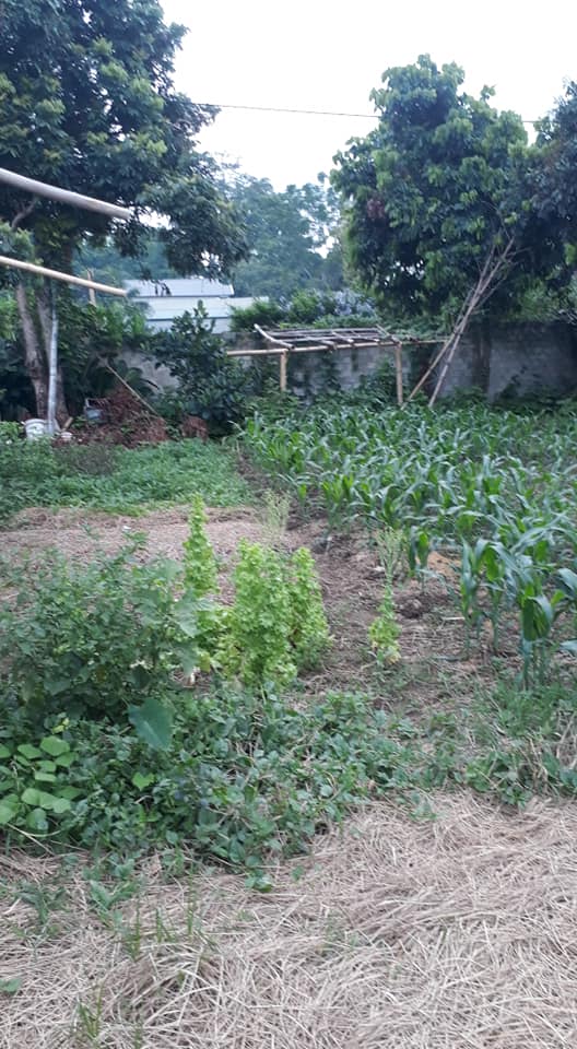 Bán đất sau trường cấp 2 Thanh Nưa, huyện Điện Biên