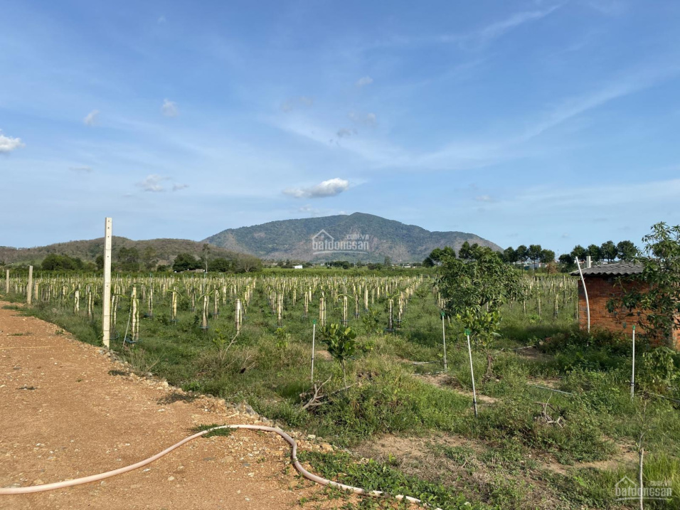 Bán 12 ha đất trang trại, xã Tân Lập, Hàm Thuận Nam, Bình Thuận