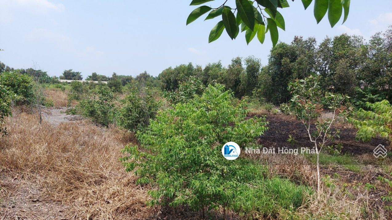 Bán đất cuối đường Trung Đông 7, gần quán cháo Bầu, DT 950m2, giá 2.6 tỷ, Thới Tam Thôn, Hóc Môn