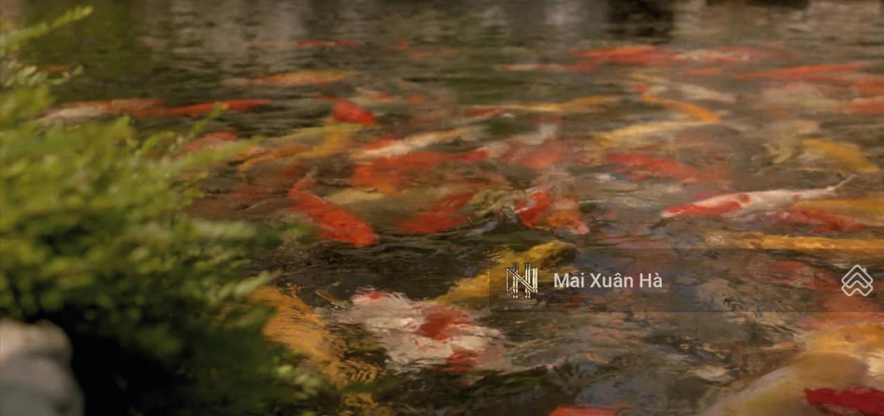 Bán nhà Tây Hồ Ciputra biệt thự lô góc đón tết với hồ cá Chép hóa Rồng cùng cộng đồng ưu tú