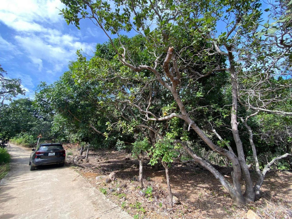 Bán vườn keo 2 mặt tiền dài xã Khánh Nam, Khánh Vĩnh giá rẻ LH 0788 558 552