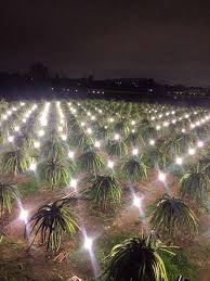 Cần bán gấp lô đất gần ngã tư liên huyện, liên xã, đi sân bay Phan Thiết, sổ vuông vức