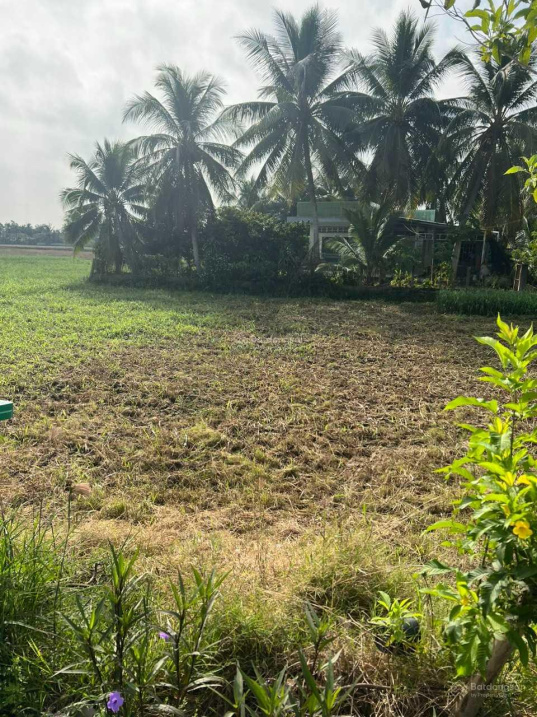 Chính chủ bán nhanh đất lúa tại Tân Phước, Tiền Giang