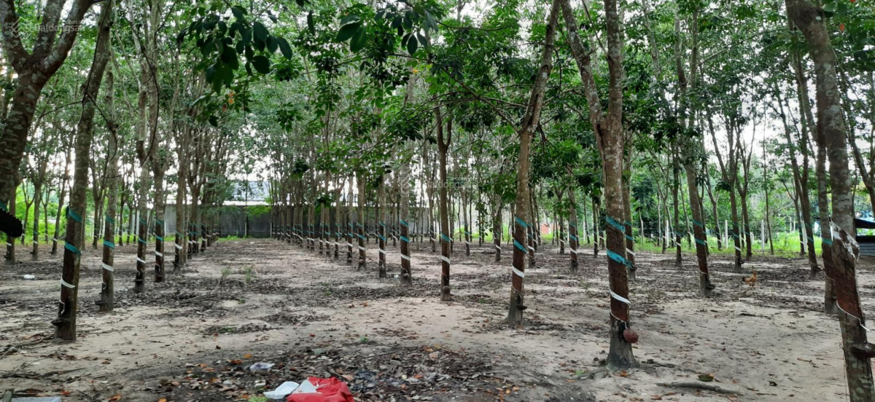 Chính chủ cần bán đất cao su tại Xã Phước Minh, DMC, Tây Ninh, DT 6700m2, thổ cư 400m2, giá 11tỷ