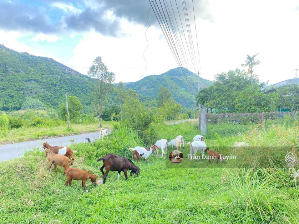 Chủ cần bán lô đất mặt đường Tỉnh lộ 3, giá rẻ bất ngờ, nhanh tay đặt cọc