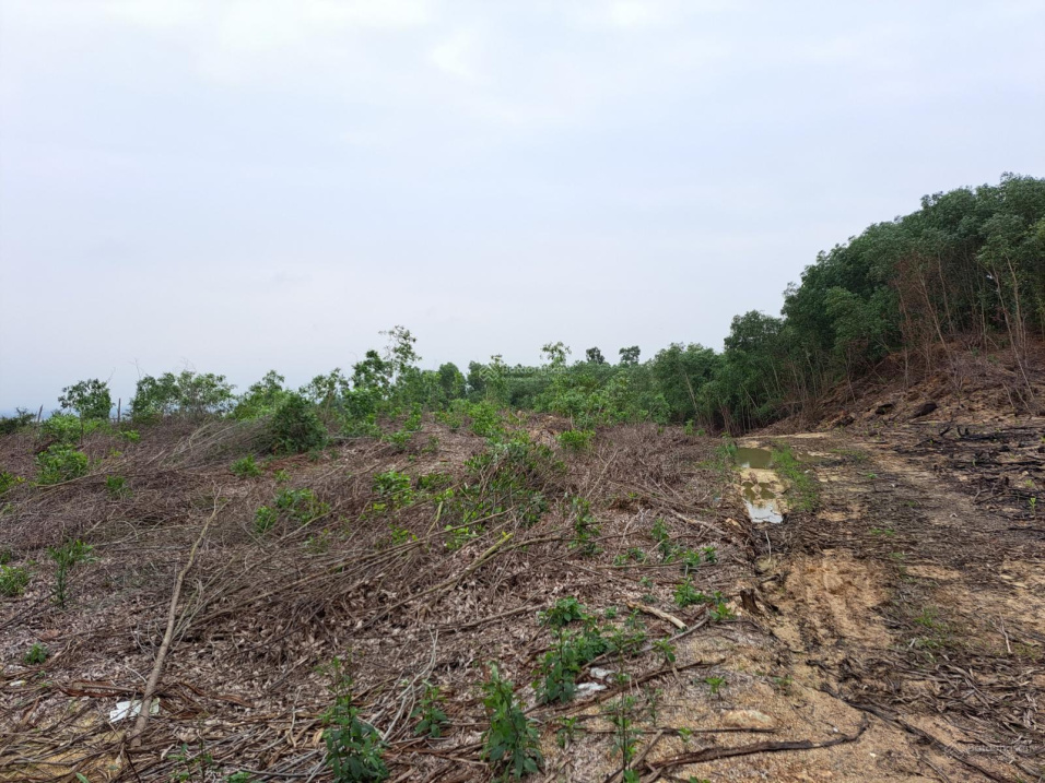 Đất trang trại cần chuyển nhượng