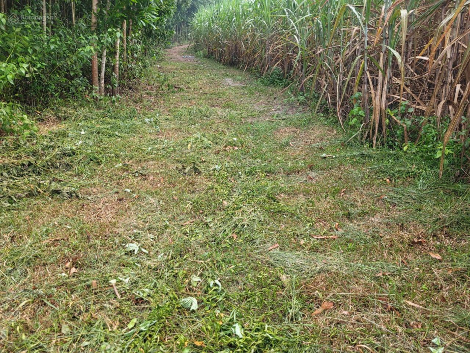 HƠN 4000 MÉT DIÊN XUÂN - CHỈ 870 TRIỆU