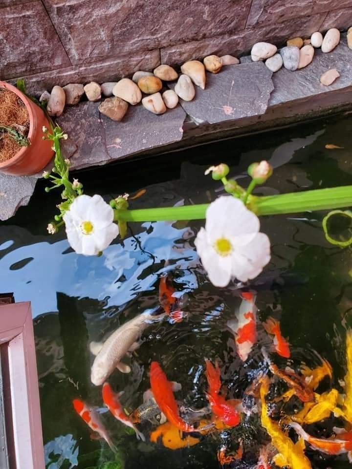 MT MAI HẮC ĐẾ P15, QUẬN 8, KINH DOANH ĐA NGÀNH NGH NGHỀ, NHÀ XÂY TÂM HUYẾT SÂN VƯỜN HỒ CÁ KOI ĐẸP LUNG LINH - SÂN XE