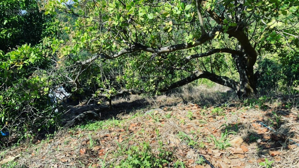 Rẫy xoài siêu đẹp - 389 triệu tại Cam Lâm