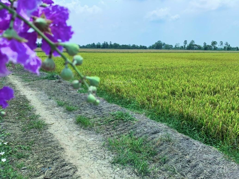 Sở hữu ngay 5 công đất ruộng tại xã Vĩnh Chánh, Thoại Sơn, An Giang