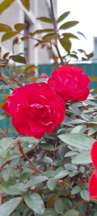 Thụy Khuê , Tây Hồ , Bán Tòa Nhà Mới, 180m2 , 8 Tầng Vip , Siêu Dòng Tiền, Ô tô vào nhà , Chỉ 33 tỷ