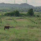 bán đất chính chủ ,7000m2 tiện ích đầy đủ giá 1tỷ600