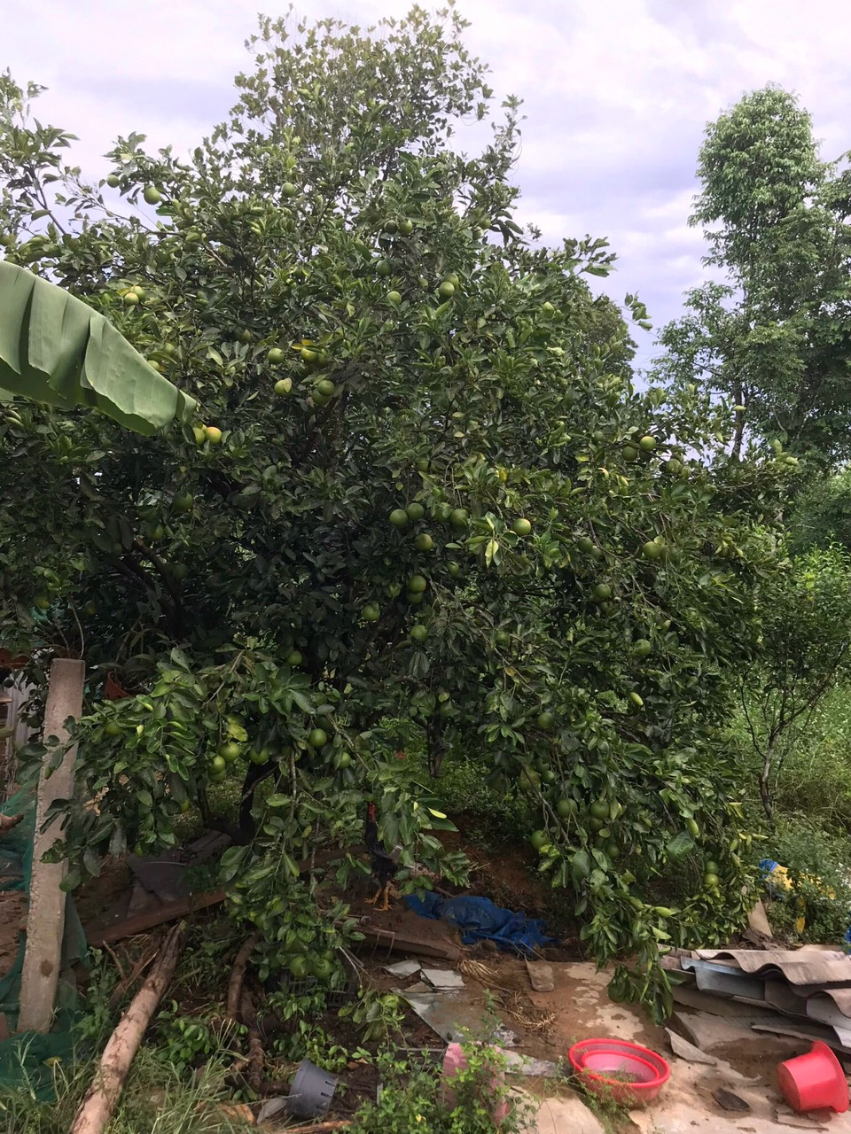 ĐẤT THÔN TAM HIỆP, BÌNH THÀNH - GIÁ THU HỒI VỐN - 8XX TRIỆU