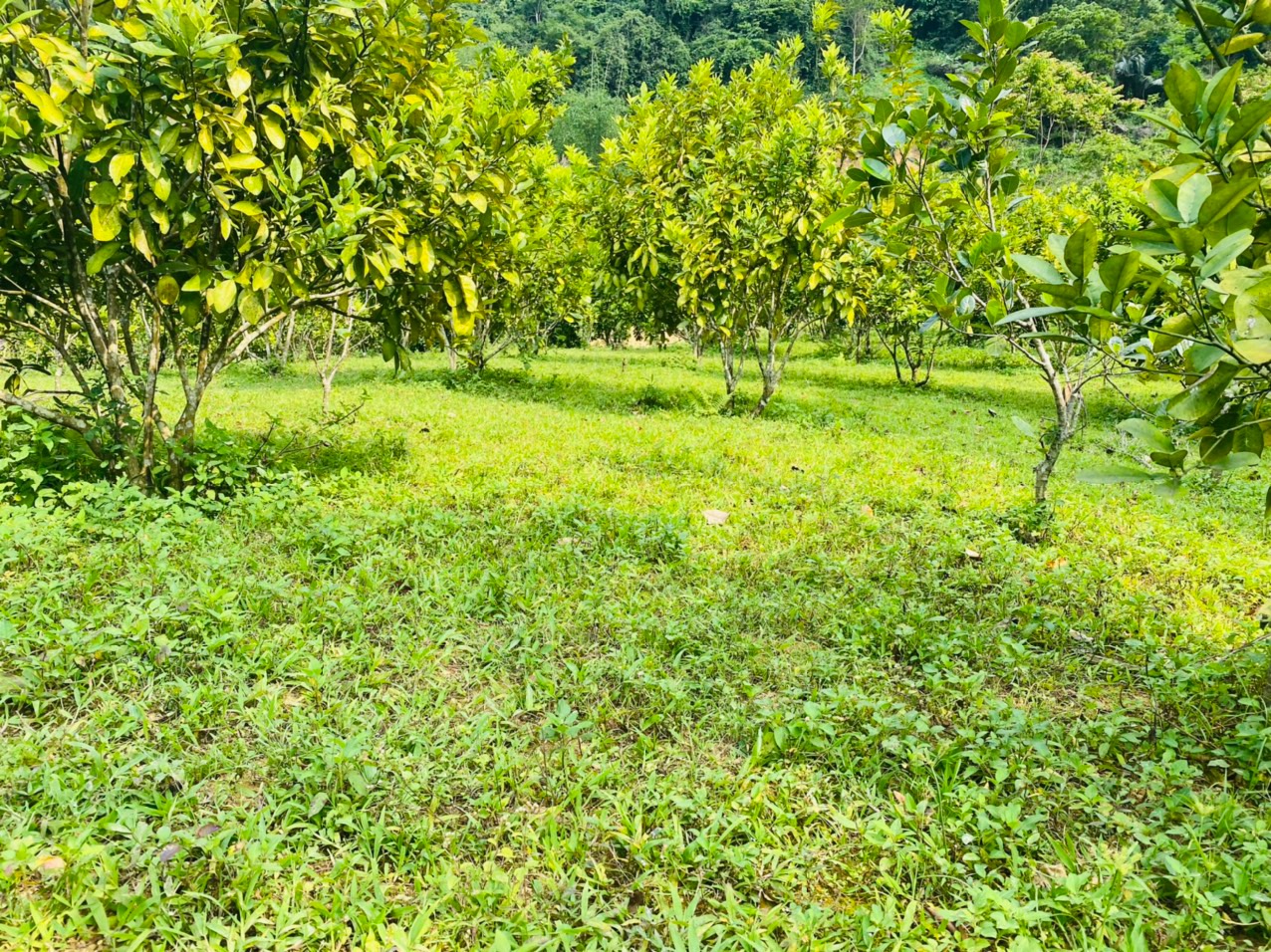 Chủ bán cắt lỗ lô đất siêu đẹp tại thị trấn đà bắc