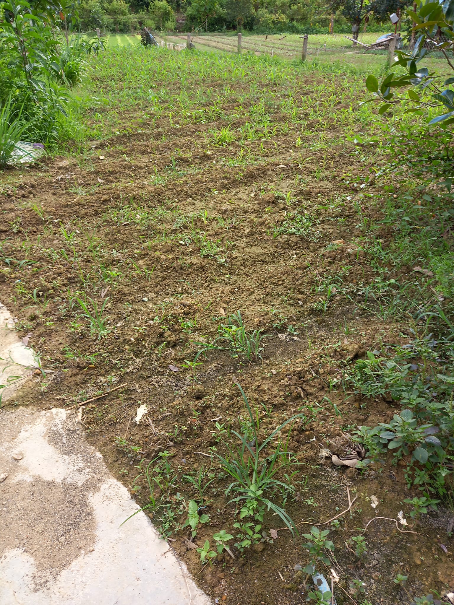 Bán đất ở phường Thanh Trường, thành phố Điện Biên Phủ