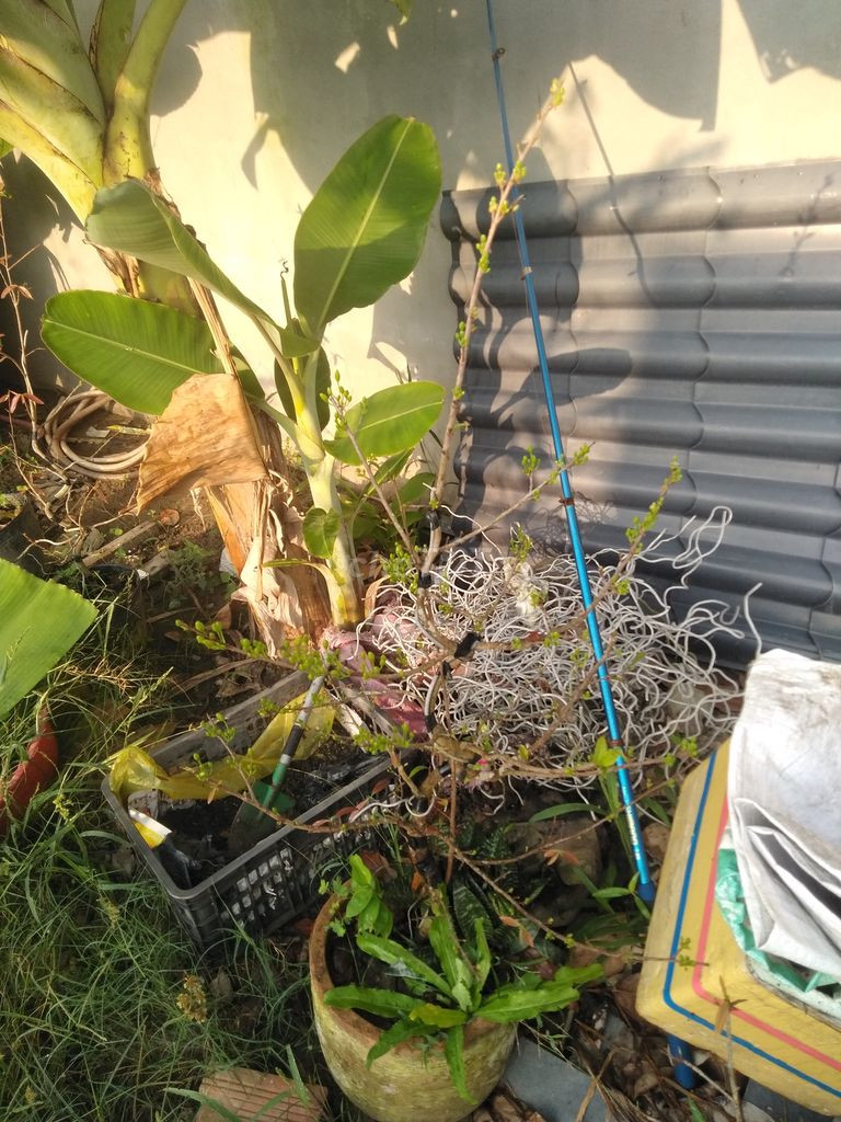 Chính Chủ Bán 1.187m2 Đất Sổ Hồng Riêng Giá Rẻ 2mt Xã Song Phú