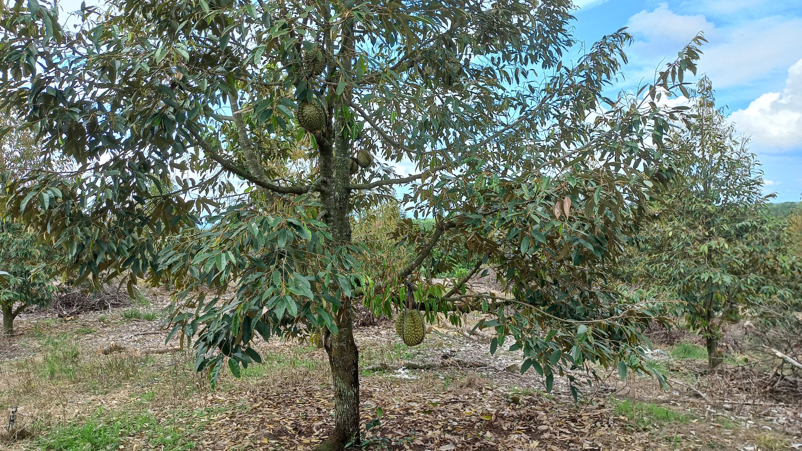 13000m Đất Vườn Sầu Riêng View Sông Xã Thanh Sơn Huyện Định Quán Tỉnh Đồng Nai