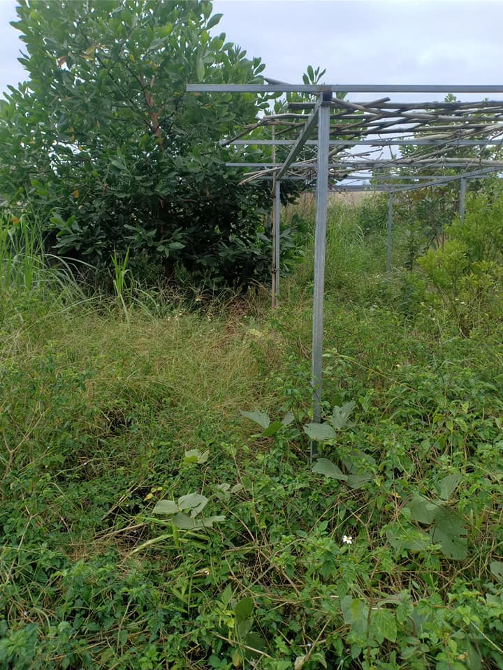 Bán đất ở đội 11 Thanh Hưng, huyện Điện Biên