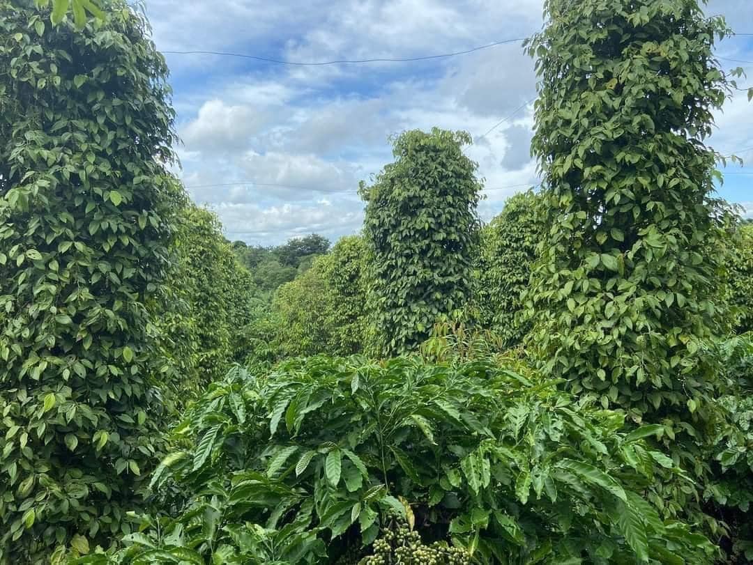 1ha2 cách tỉnh lộ 5 tầm 900m - Duy Land House