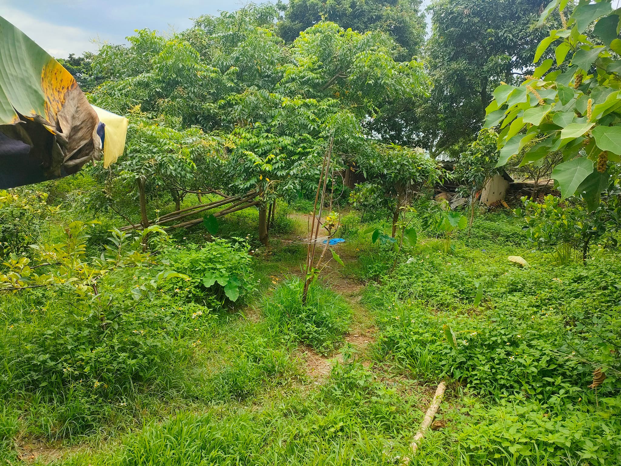 Bán mảnh đất sau trạm y tế xã Thanh Nưa, huyện Điện Biên.