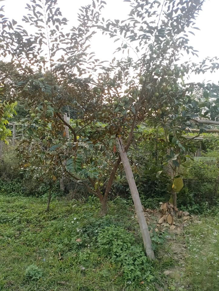 Cần bán nhà đất ở bản Na Vai, xã Pom Lót, huyện Điện Biên.